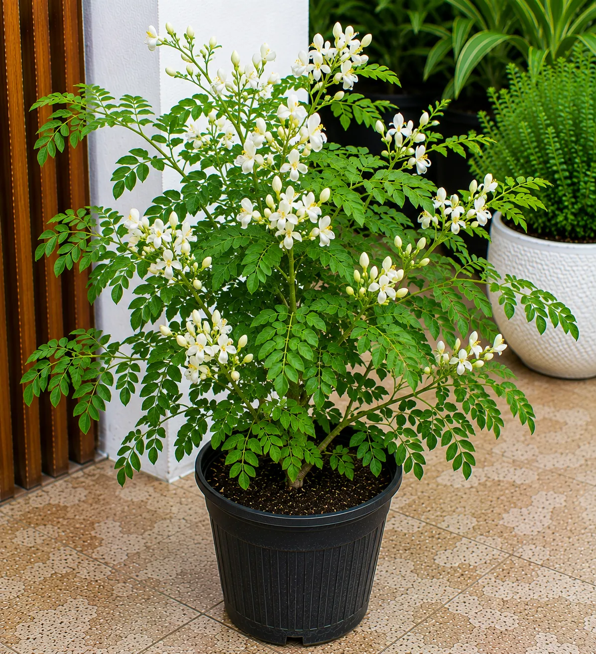 Kalyana Murungai Stem Cuttings, Pangara, Coral Tree Stem, Erythrina Variegata Plant Stem Cuttings